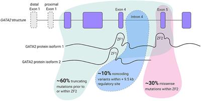 From Basic Biology to Patient Mutational Spectra of GATA2 Haploinsufficiencies: What Are the Mechanisms, Hurdles, and Prospects of Genome Editing for Treatment